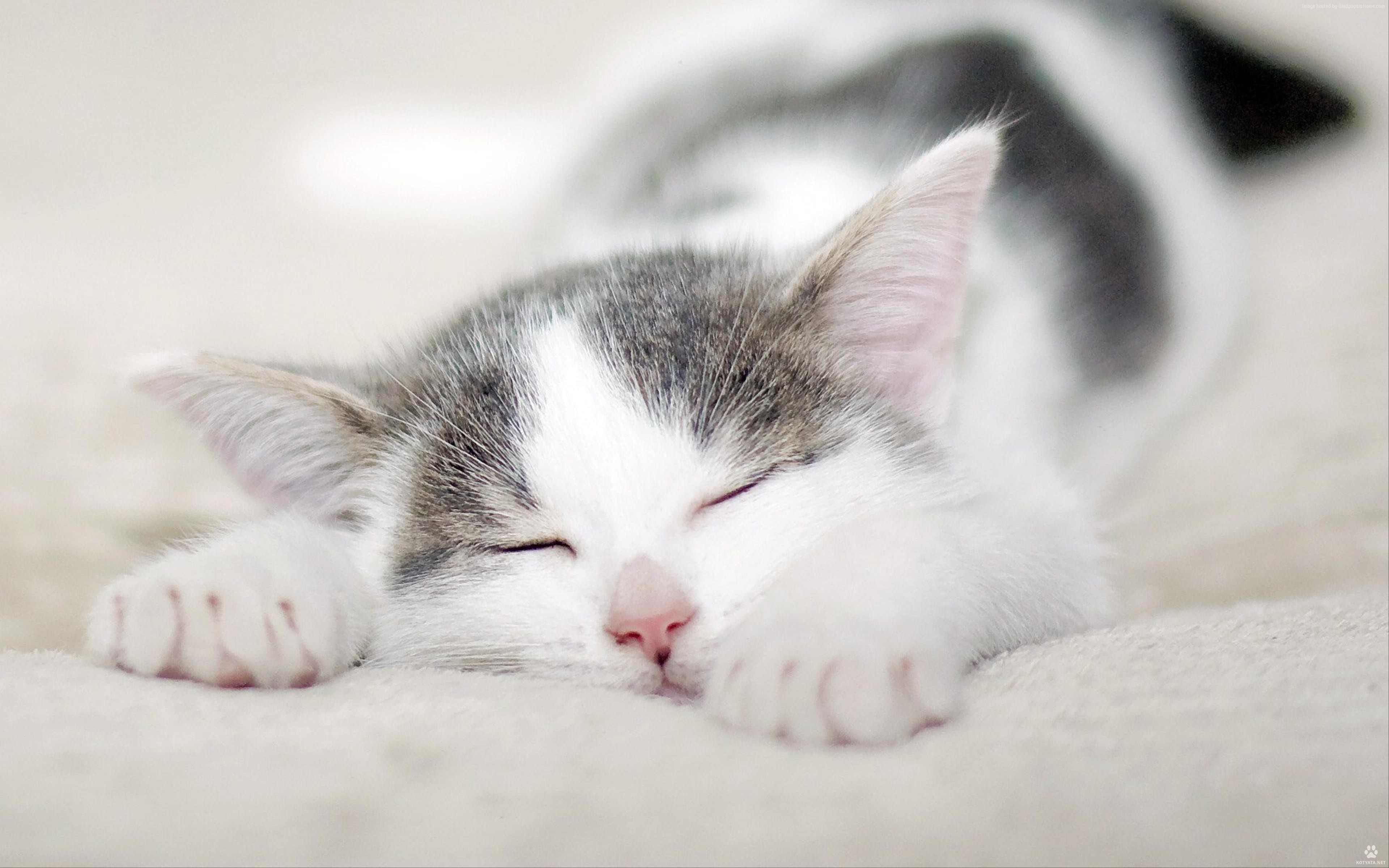Wallpaper kitten, cat, cute, 4k, Animals Wallpaper Download - High